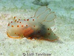 nudi by Lütfi Tanrıöver 
